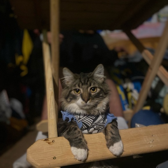 Meet your Posher, Lili - Picture 5 of 16